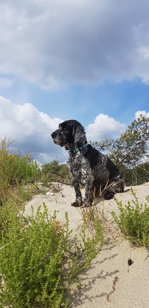 speciale hulp, coaching met honden